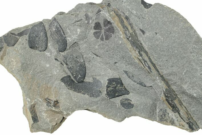 Pennsylvanian Plant Fossil Association - Kentucky #252361